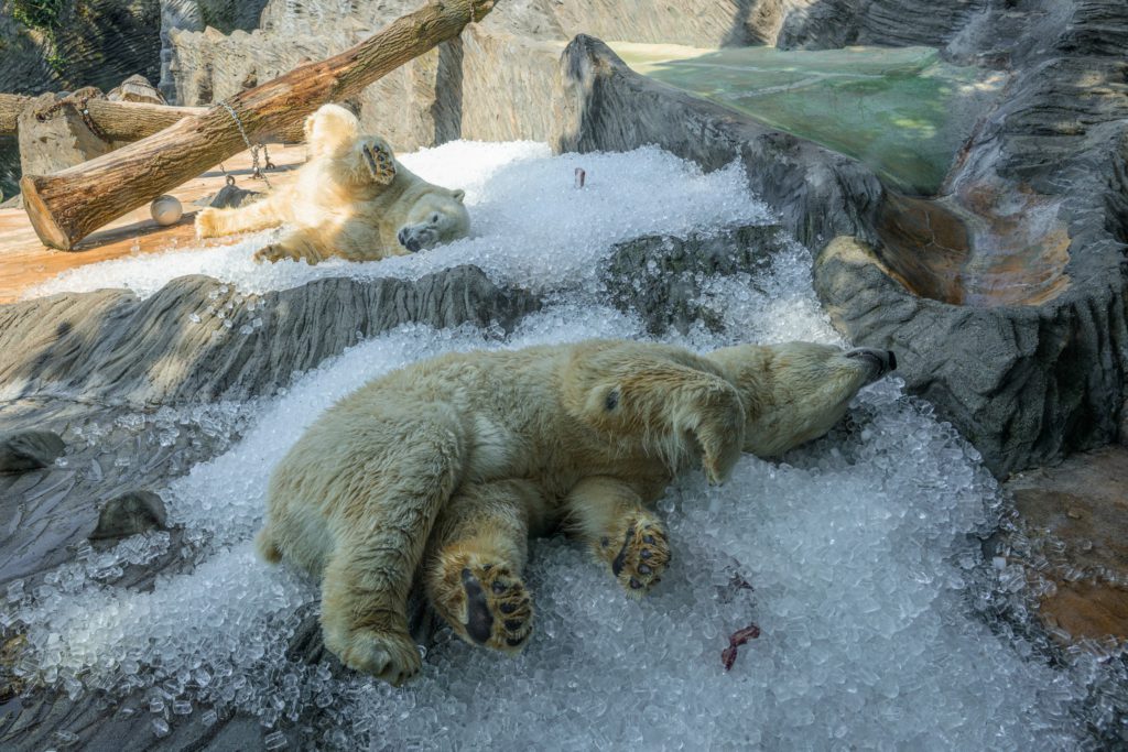 Pozvánka: Zoo pod ledem se vrací! Již v úterý 16.7. v pražské ZOO